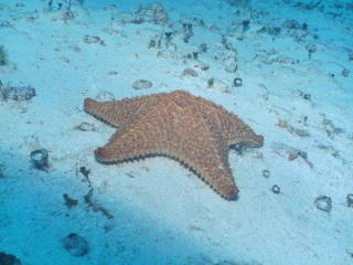 estrellas de mar